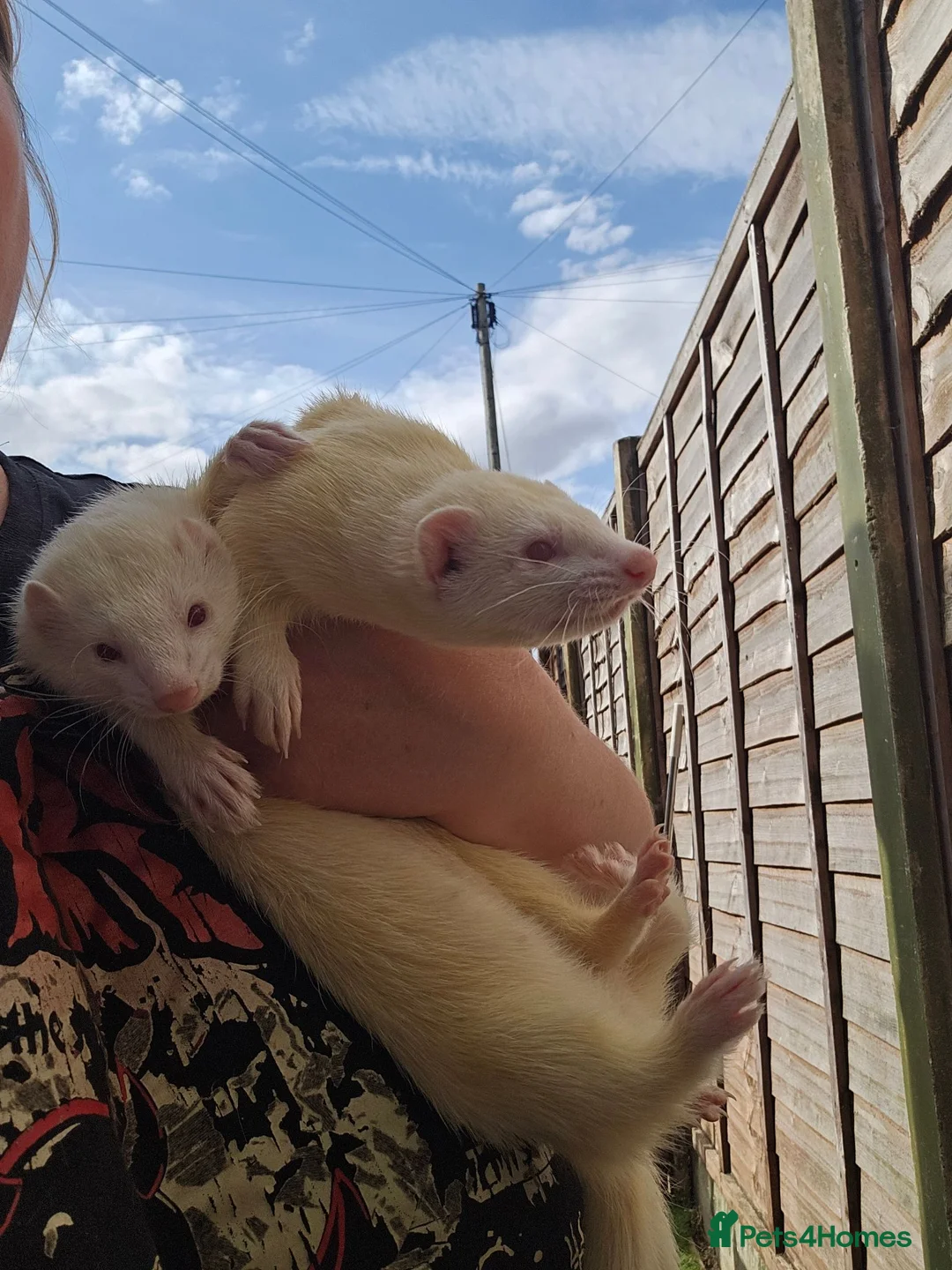 Ferret rodents for sale: 2 albino jills  - Advert 2