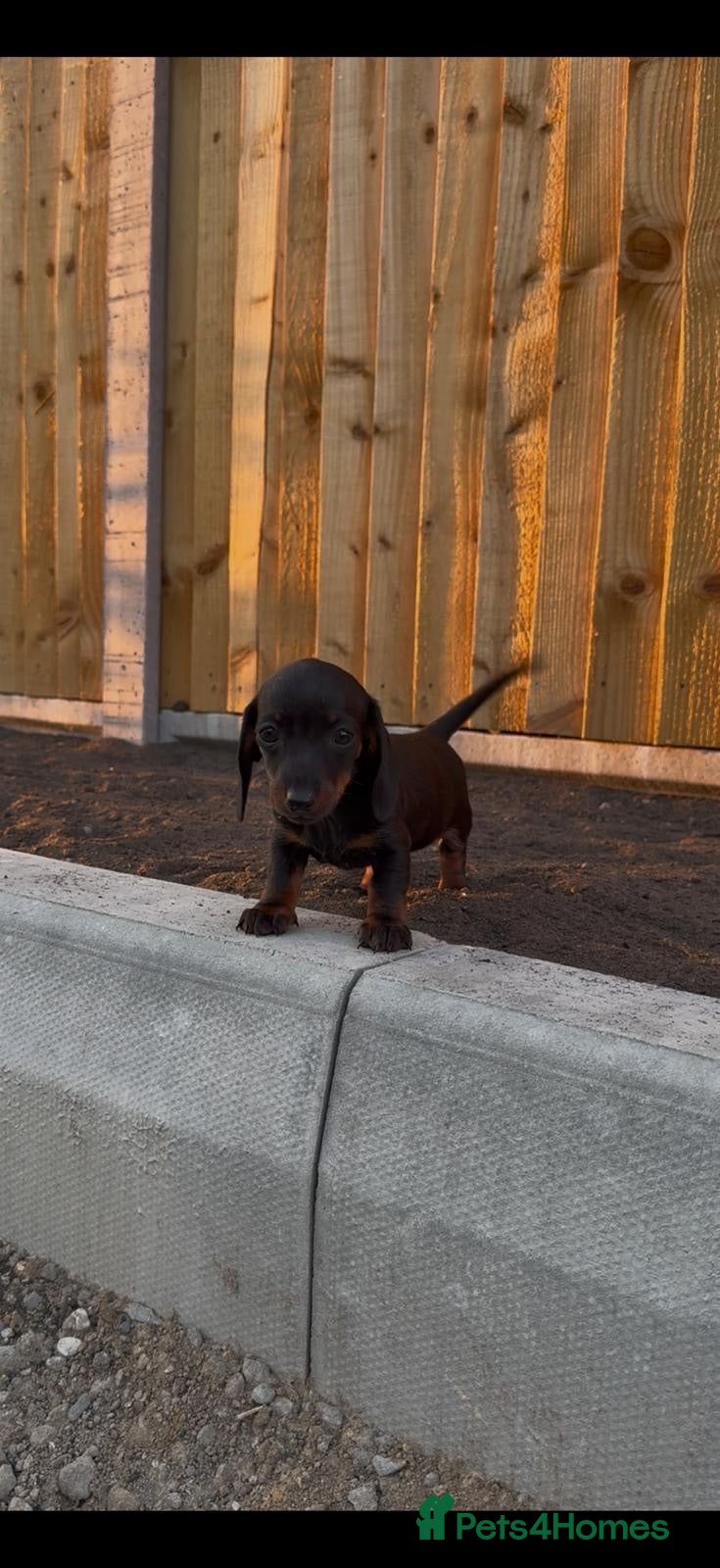 Miniature Dachshund dogs ready to leave kc miniature dachshunds  - Advert 2