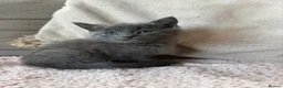 Mixed Breed cats for sale: Two beautiful Boy Kittens For Sale  - Advert 10