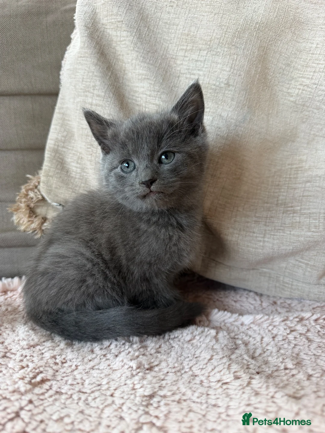 Mixed Breed cats for sale: Two beautiful Boy Kittens For Sale  - Advert 10
