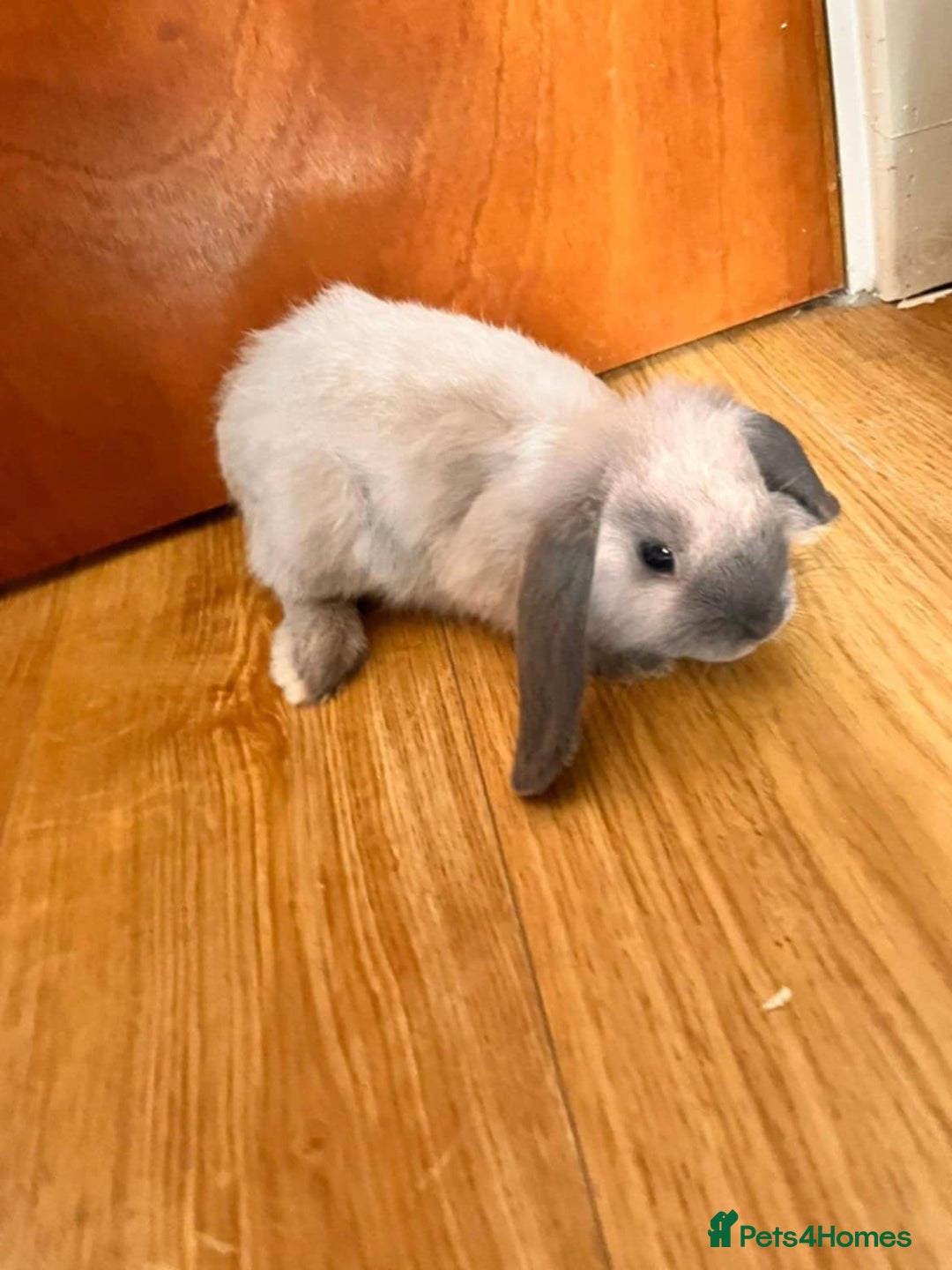 Dwarf Lop rabbits for sale: Beautiful dwarf lops - Advert 8