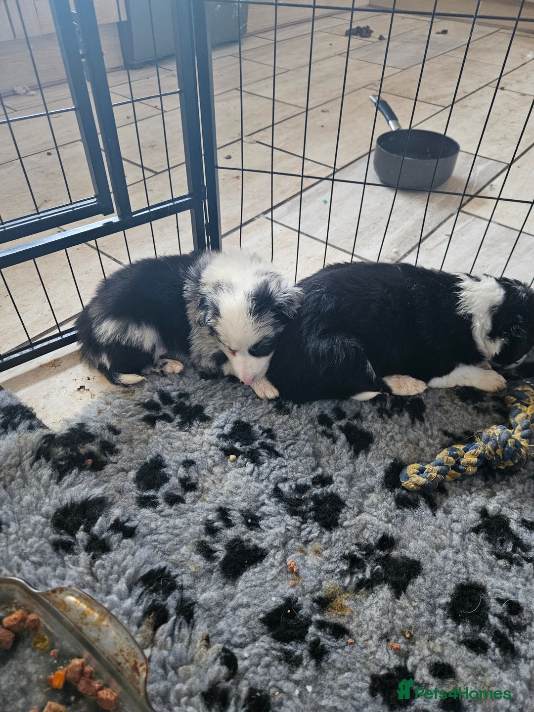 Border Collie dogs for sale: 5 border collie pups - Image 11