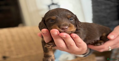 Miniature Dachshund dogs - Advert 7
