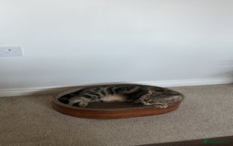 British Shorthair cats for sale: 🐾 British Shorthair Loving, Playful Indoor Cat 🐾 - Image 5