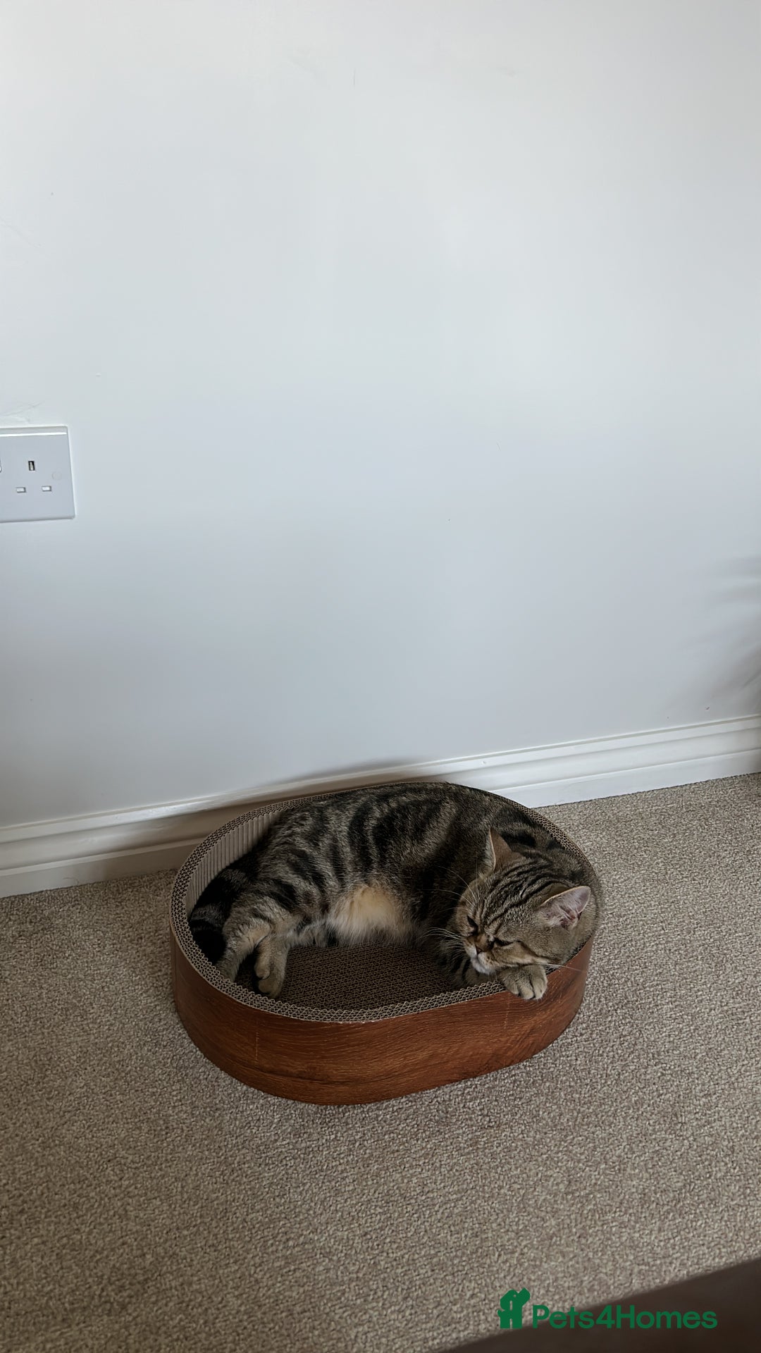 British Shorthair cats for sale: 🐾 British Shorthair Loving, Playful Indoor Cat 🐾 - Image 5