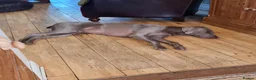 Weimaraner dogs for sale: Weimaraner KC REGISTERED 1yr Girl.  - Advert 18