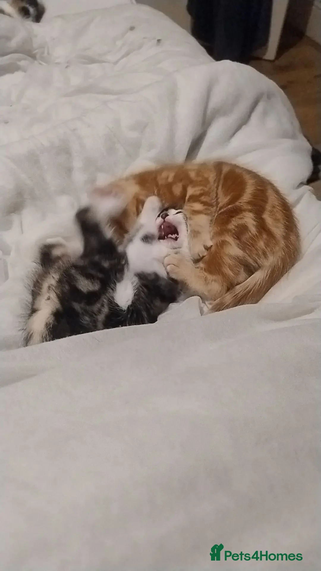 American Shorthair cats for sale: Beautiful playful male kitten for sale. - Advert 2