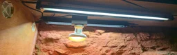 Bearded Dragon reptiles for sale: Red monster bearded dragon plus home  in Withernsea - Advert 6