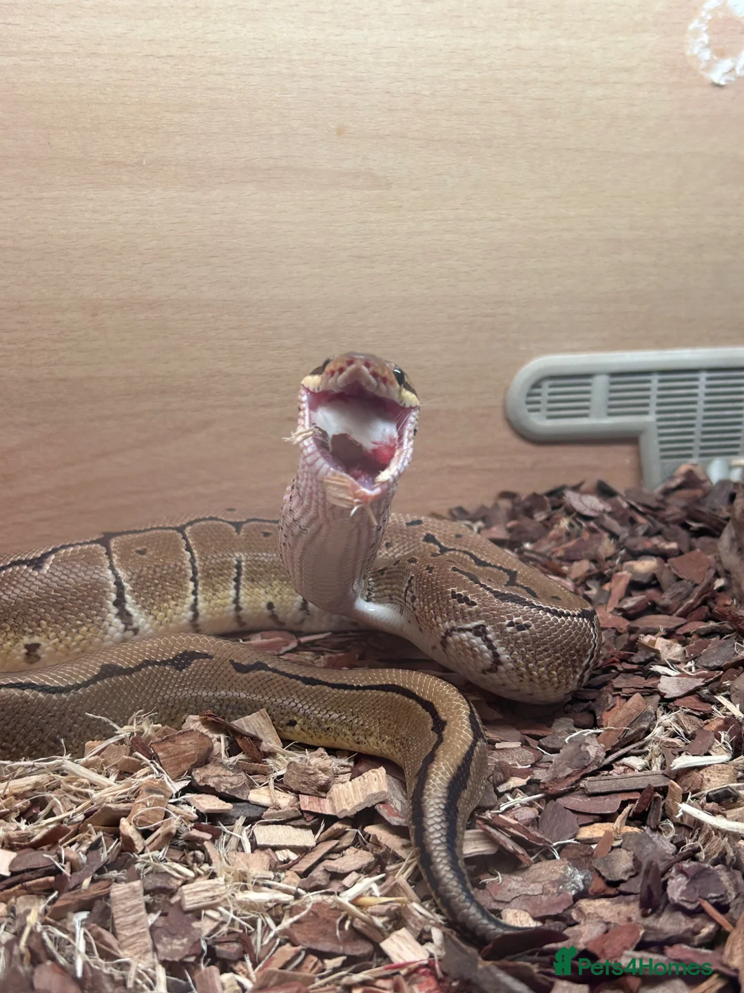 Python Snake reptiles for sale: Male pinstripe ball python  in Ebbw Vale - Advert 1