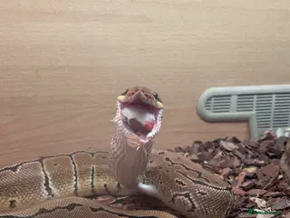 Python Snake reptiles Male pinstripe ball python - Advert 5