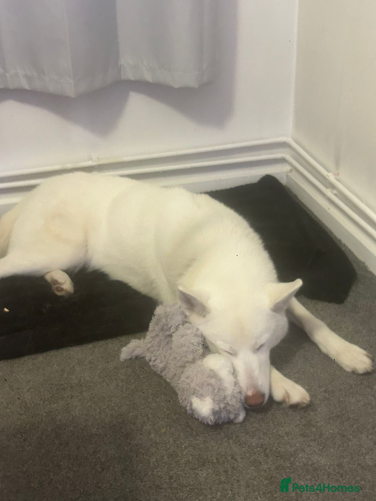 Siberian Husky dogs Skye (husky)  - Advert 22