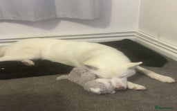 Siberian Husky dogs for sale: Skye (husky)  - Image 1