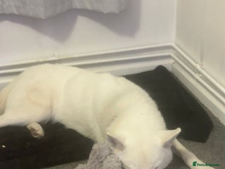 Siberian Husky dogs - Advert 2