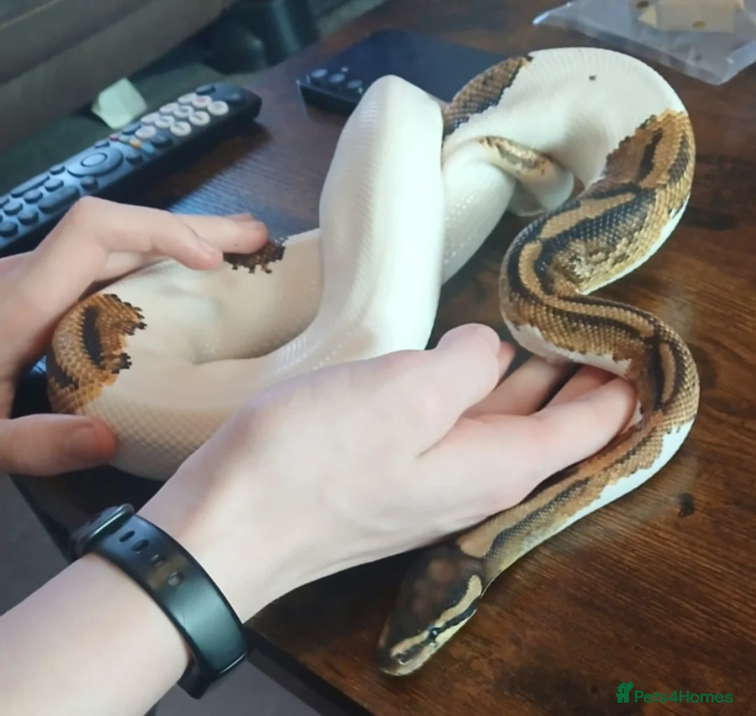 Python Snake reptiles for sale: 6 Royal pythons need a new home - Advert 2