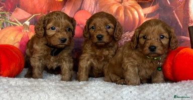 Cockapoo dogs - Advert 1