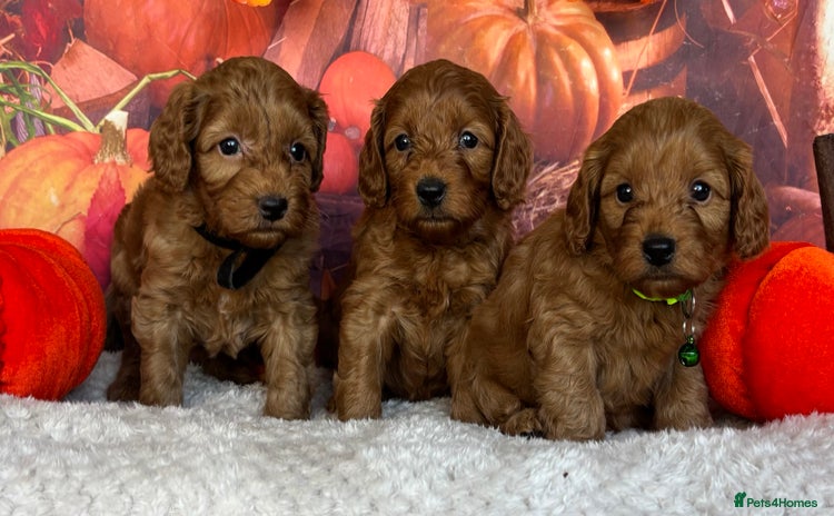 Cockapoo dogs - Advert 4