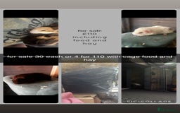 Guinea Pig rodents for sale: 4 guinea pigs  - Image 1