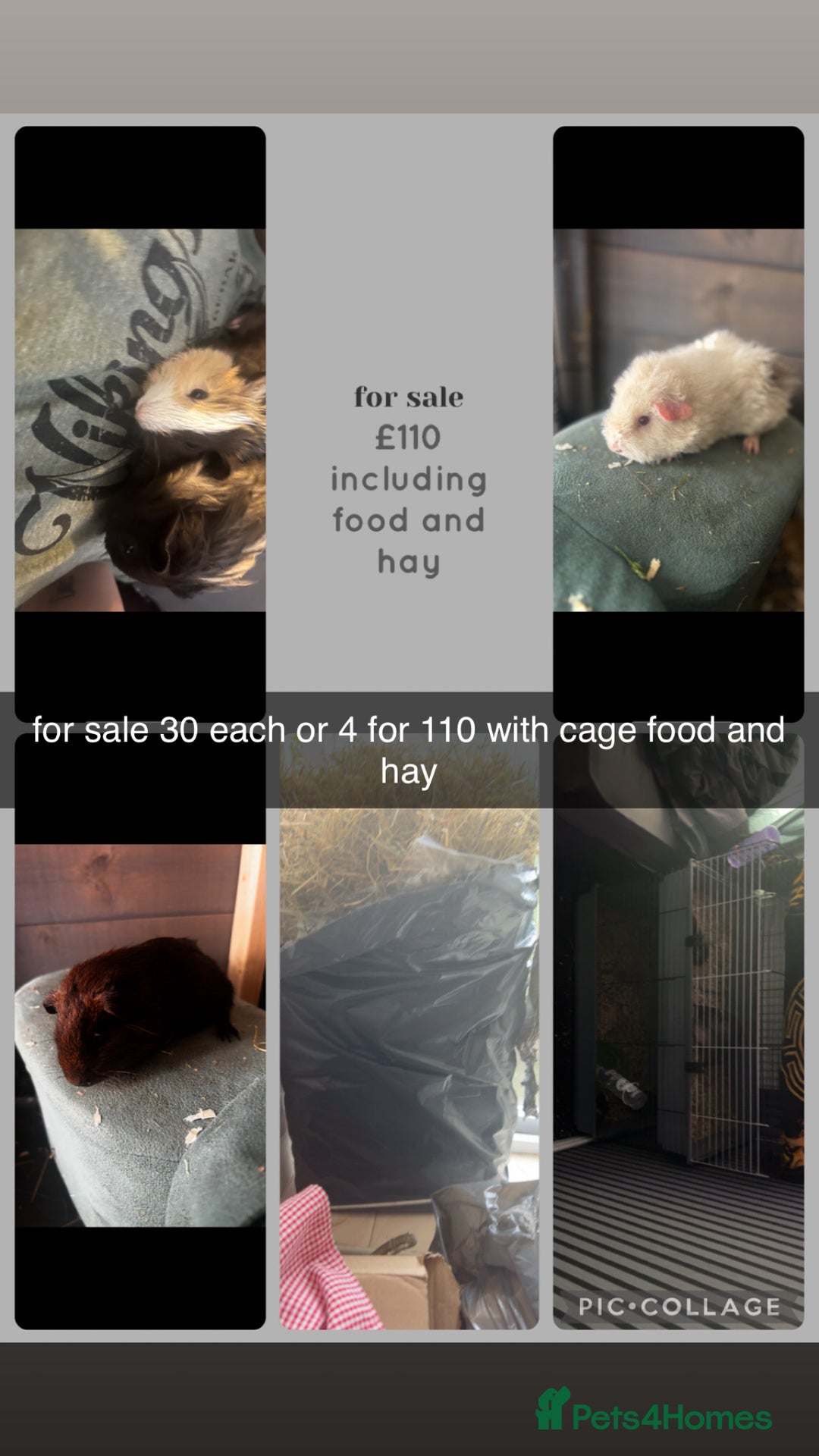 Guinea Pig rodents for sale: 4 guinea pigs  - Image 1