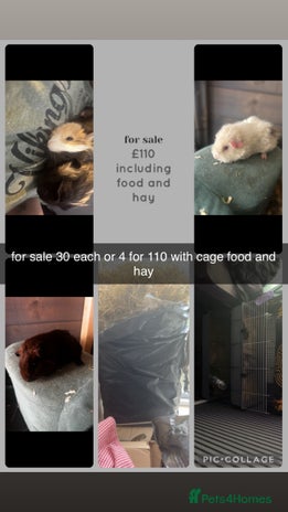 Guinea Pig rodents - Advert 4