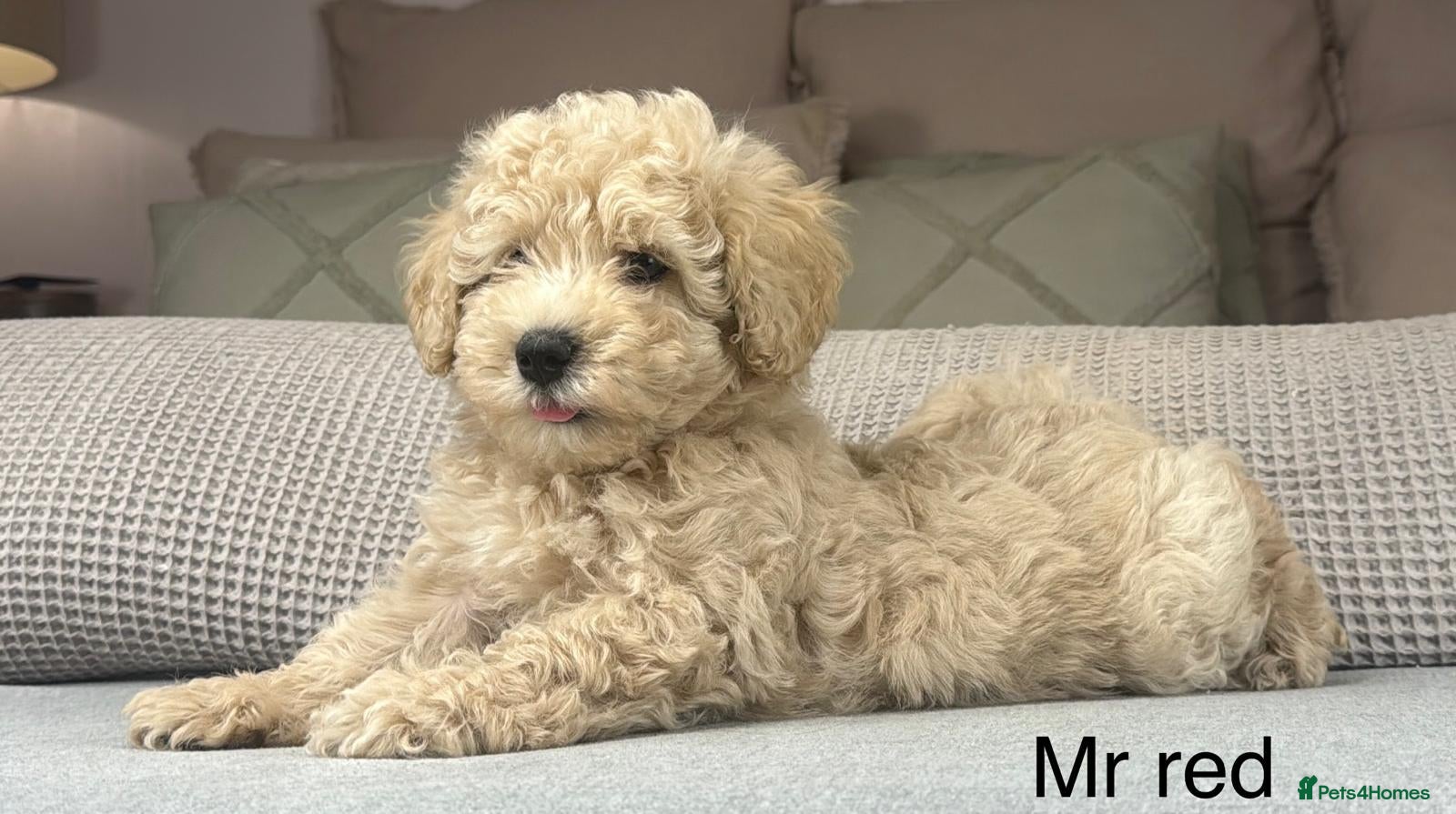 Maltipoo dogs GORGEOUS MALTIPOOS. BOYS ONLY - Advert 2