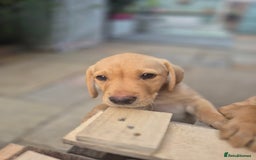 Labrador Retriever dogs for sale: Labrador boys READY NOW FTW Drakeshead Flycatcher  in Blackpool - Image 6