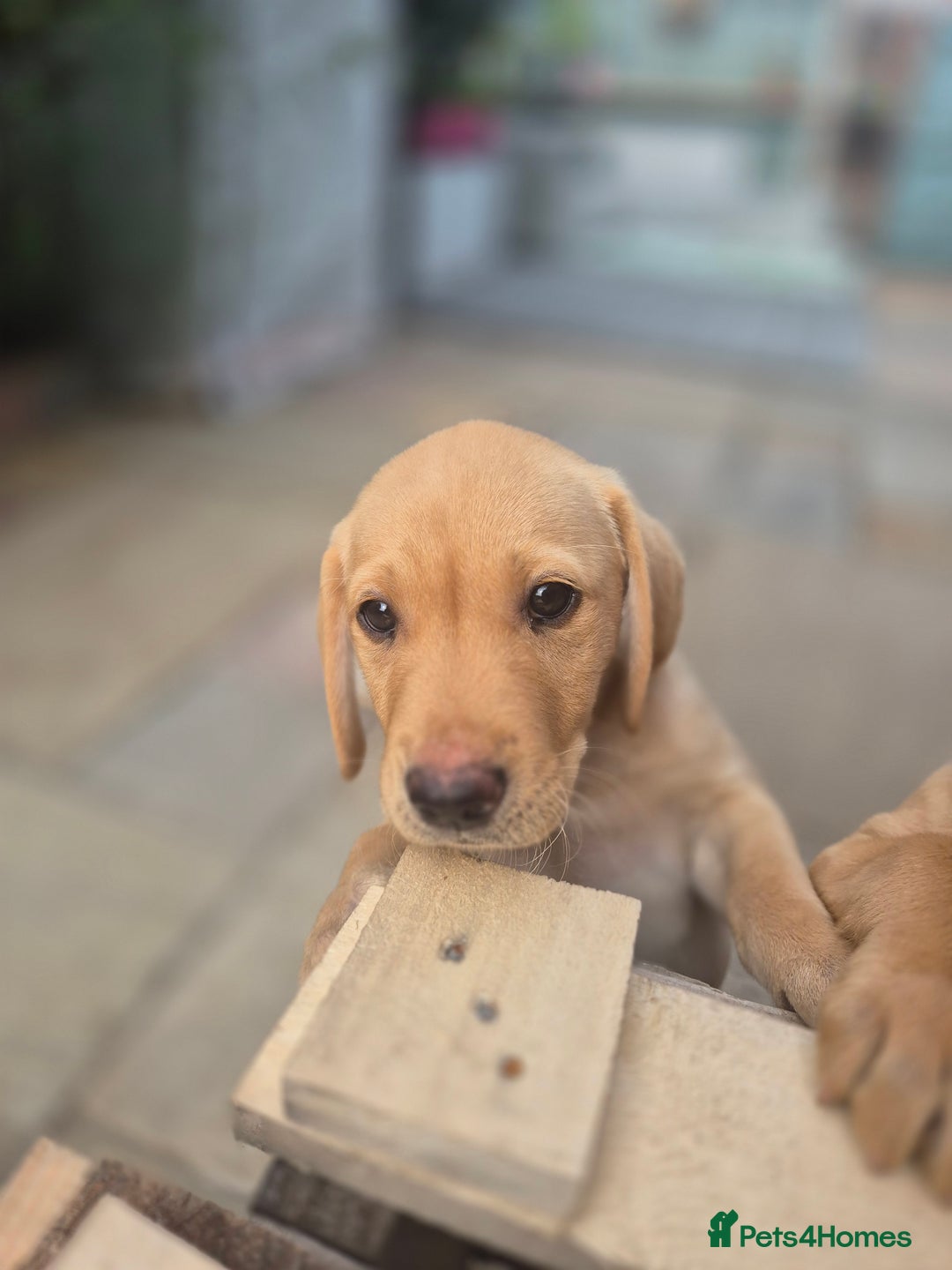 Labrador Retriever dogs for sale: Labrador boys READY NOW FTW Drakeshead Flycatcher  in Blackpool - Image 6