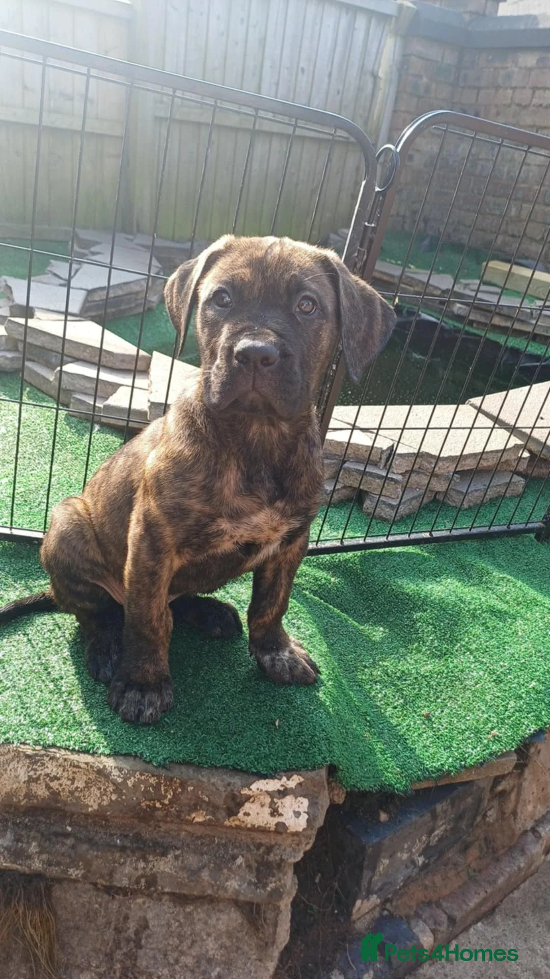 Mixed Breed dogs for sale: Serena 3 Month Old - Advert 1