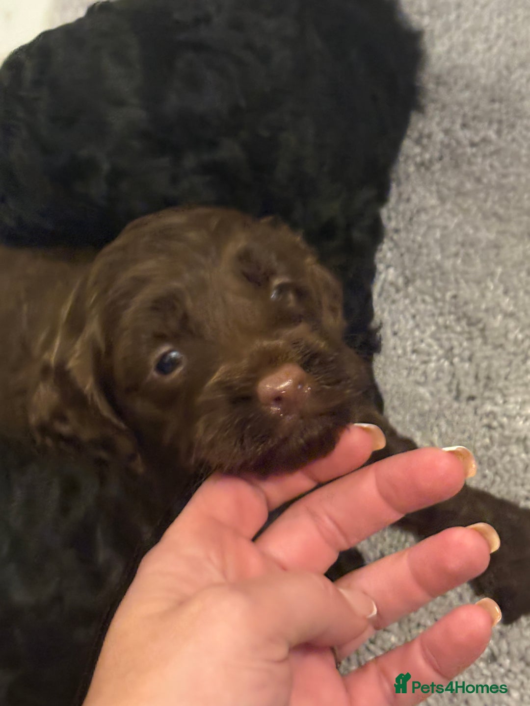 Cockapoo dogs for sale: Beautiful cockapoo puppies for sale - Advert 3