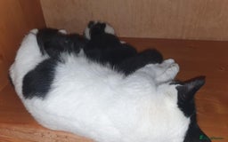 Mixed Breed cats for sale:  Beautiful boys kittens - Advert 4