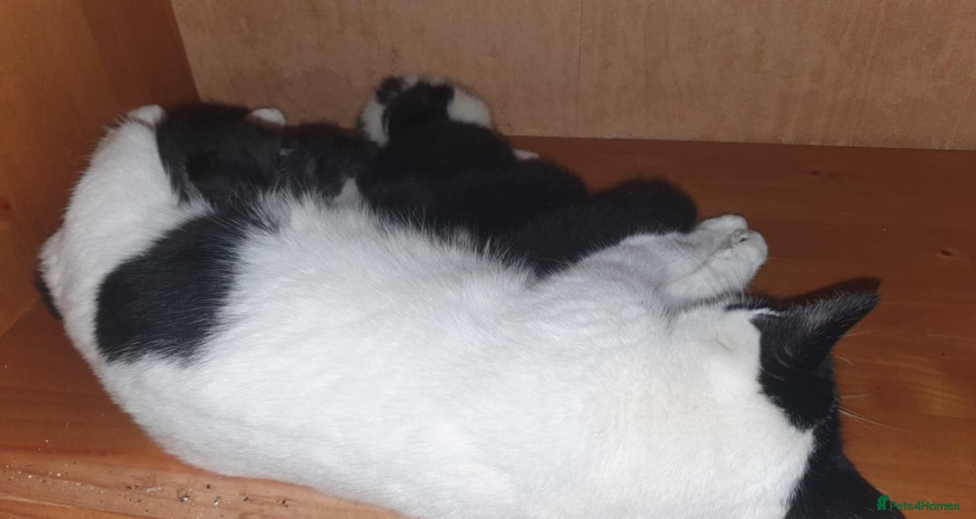 Mixed Breed cats for sale:  Beautiful boys kittens - Advert 4