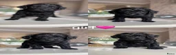 Cockapoo dogs for sale: Cockapoo puppies  in Walsall - Advert 3