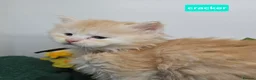 Maine Coon cats for sale: RARE Red High Silver Stunning Maine Coons Boys - Advert 29