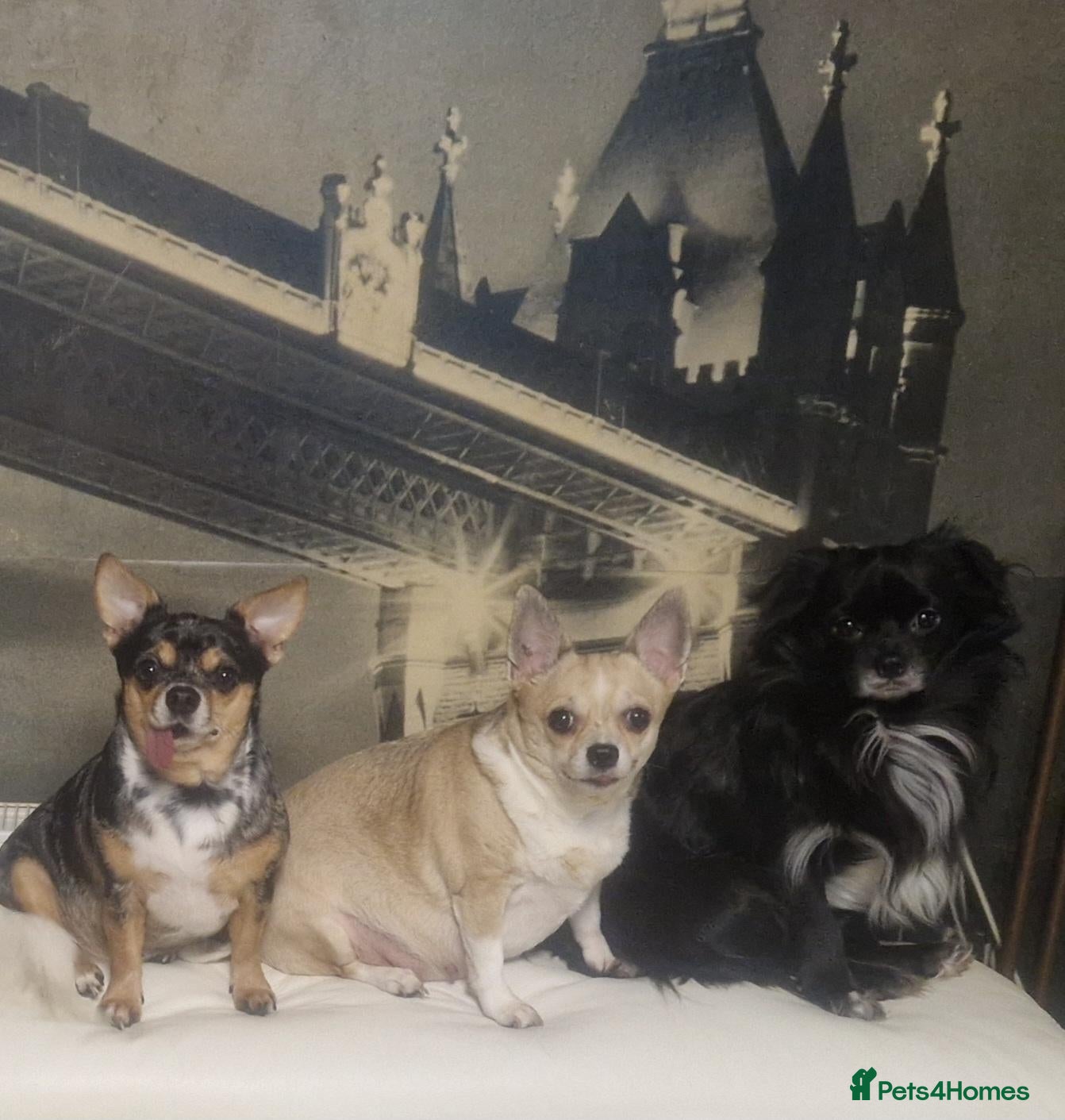 Chihuahua dogs 3 chihuahuas for sale/adoption  - Advert 15