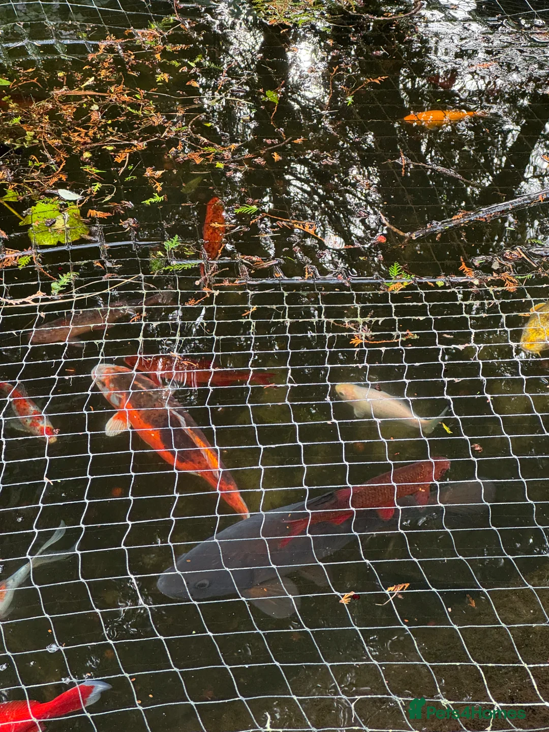 Goldfish fish for sale: Variety of Koi Carp, Goldfish and Common Carp - Advert 1