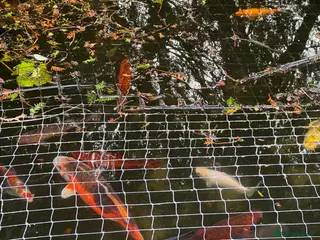 Goldfish fish Variety of Koi Carp, Goldfish and Common Carp - Advert 2