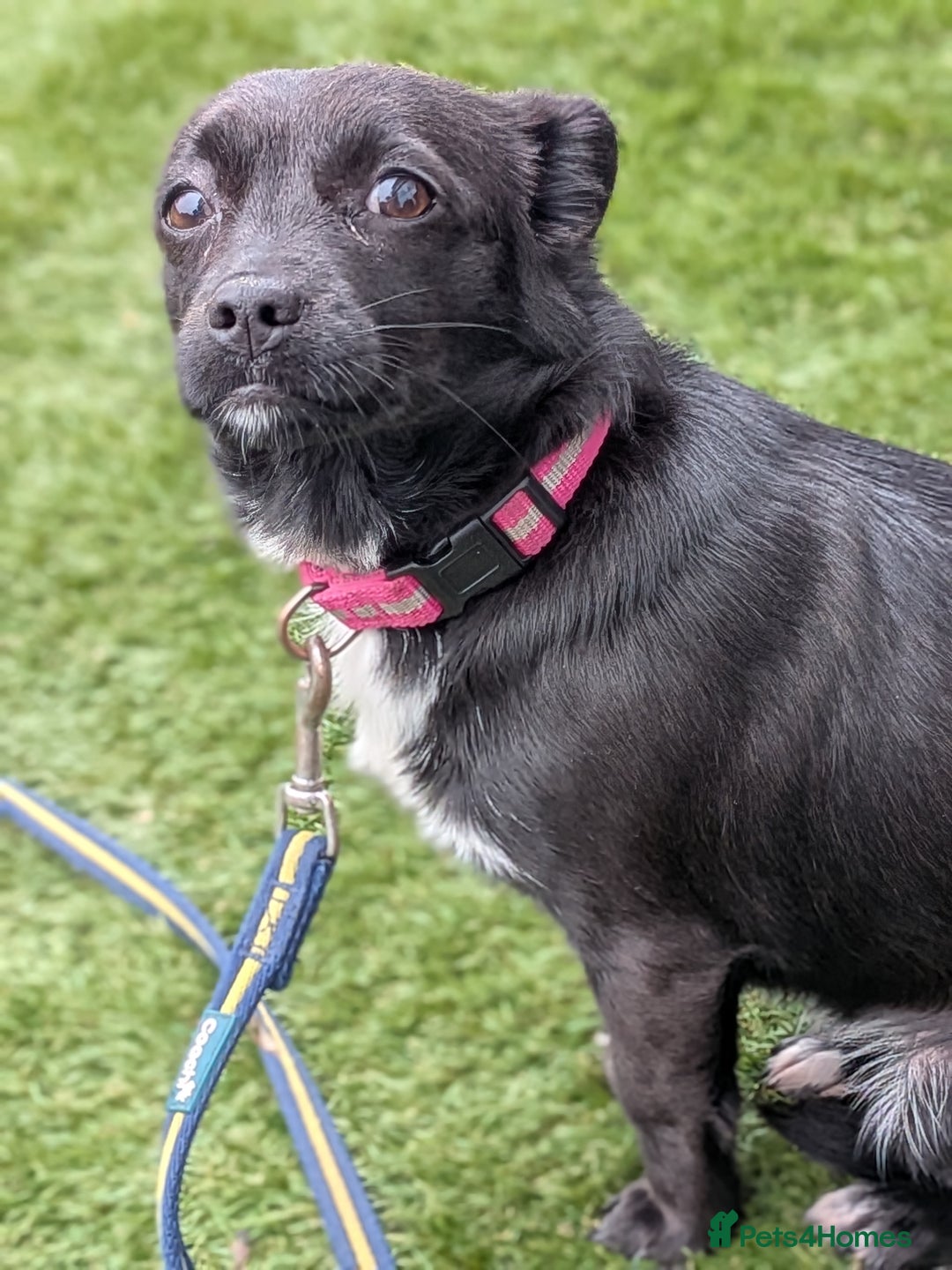 Mixed Breed dogs for sale: 8 month jack Russell/ chihuahua  - Advert 5