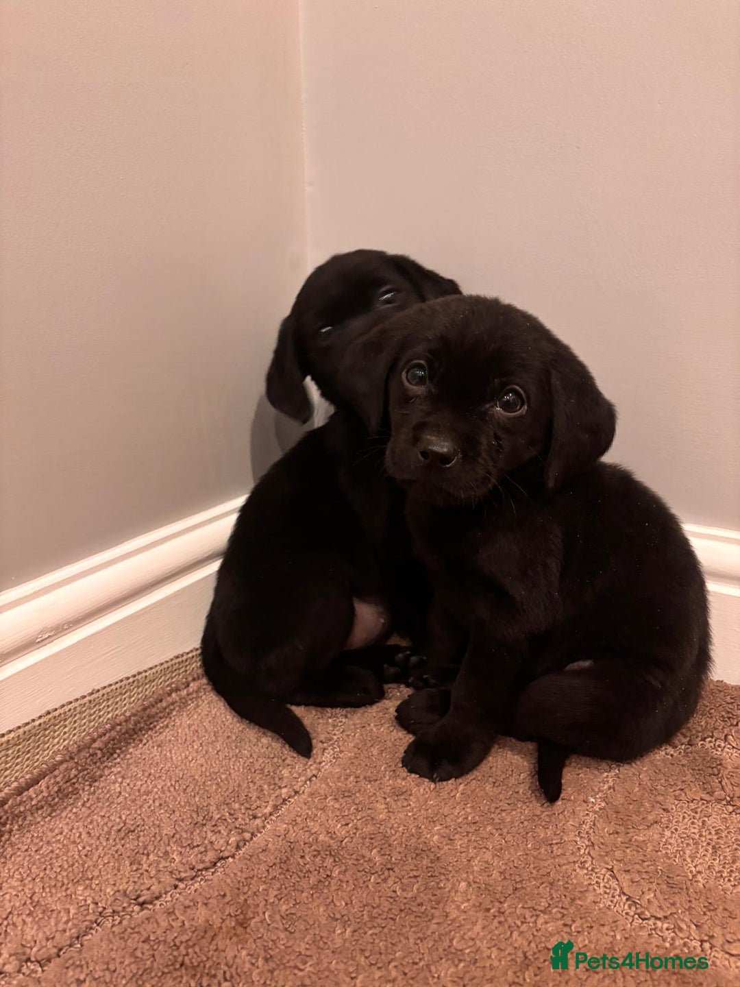 Labrador Retriever dogs for sale: Fabulous Labrador puppies  - Advert 15