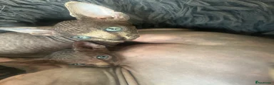 Sphynx 3