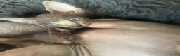 Sphynx cats for sale: READY FOR NEW HOME,2 boys still available. - Advert 17
