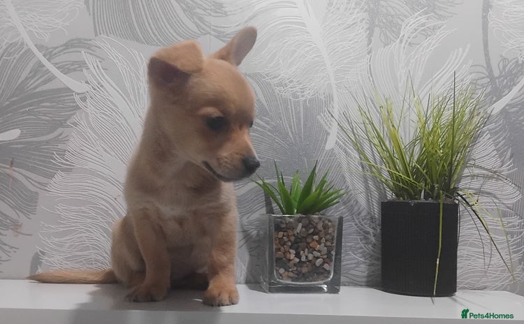 Chiweenie dogs - Advert 1