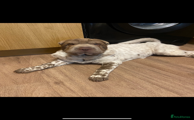 Shar Pei dogs - Advert 12