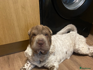 Shar Pei dogs - Advert 5