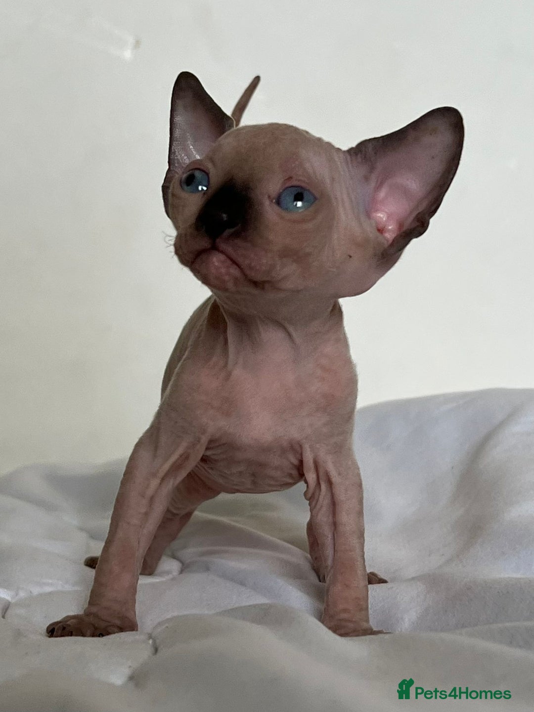 Sphynx cats for sale: Baby sphynx ready for reservation  - Image 4
