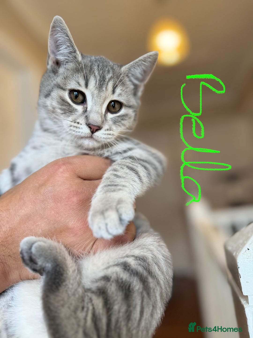 British Shorthair cats for sale: Beautiful British Shorthair Kittens - Ready Now - Advert 5