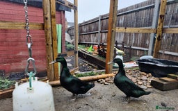 Ducks poultry for sale: Cayuga Ducks - Image 3