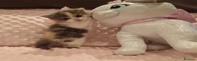 Beautiful calico marie 