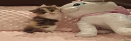 American Shorthair cats for sale: 6 gorgeous mix breed kittens  - Advert 2
