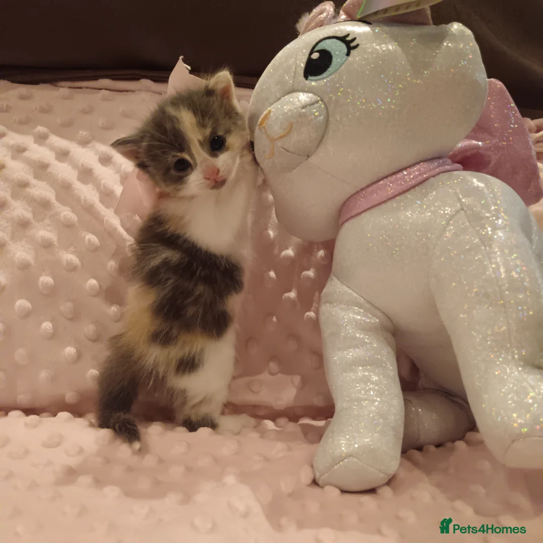 American Shorthair cats for sale: 6 gorgeous mix breed kittens  - Advert 2