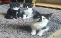 Mixed Breed cats for sale: Beautiful Black & White Tuxedo Kittens - Image 1