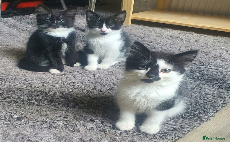 Mixed Breed cats - Advert 1